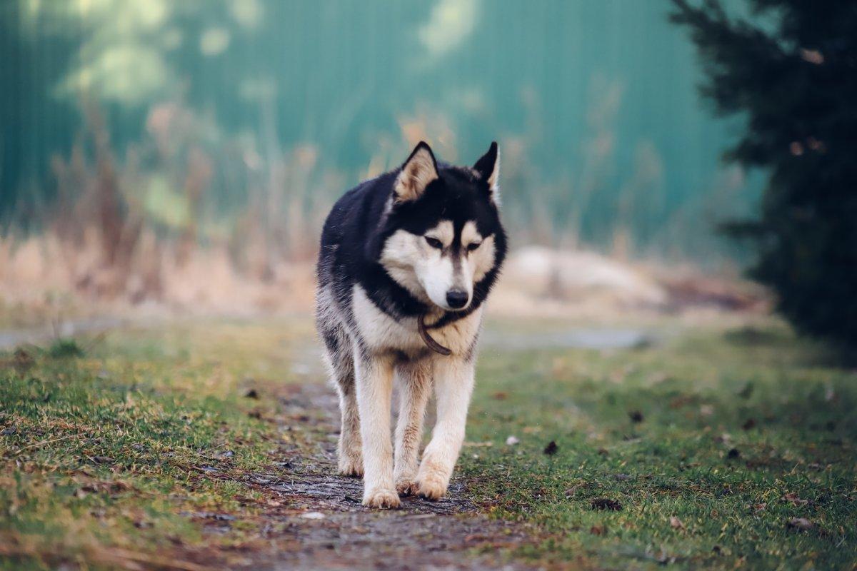 30 Wild Animals in Russia [Wildlife in Russia]