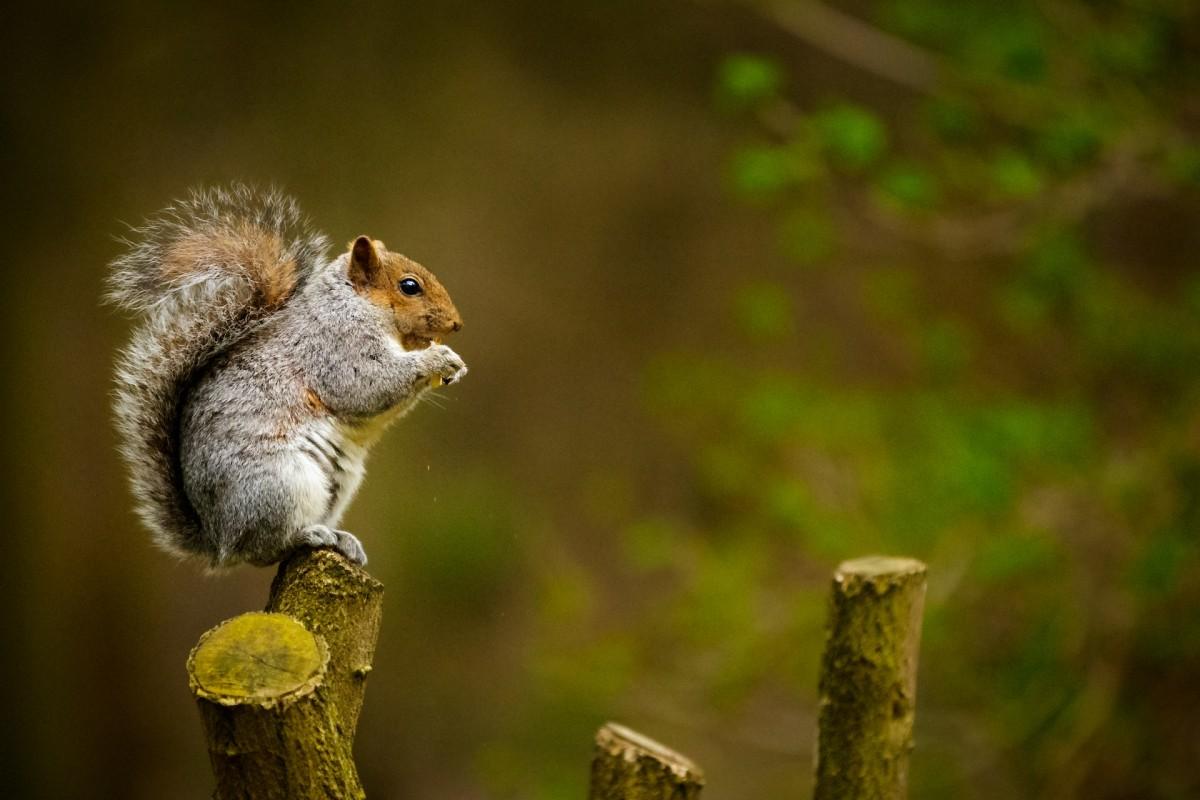 40 Wild Animals in the UK [Wildlife in Britain]