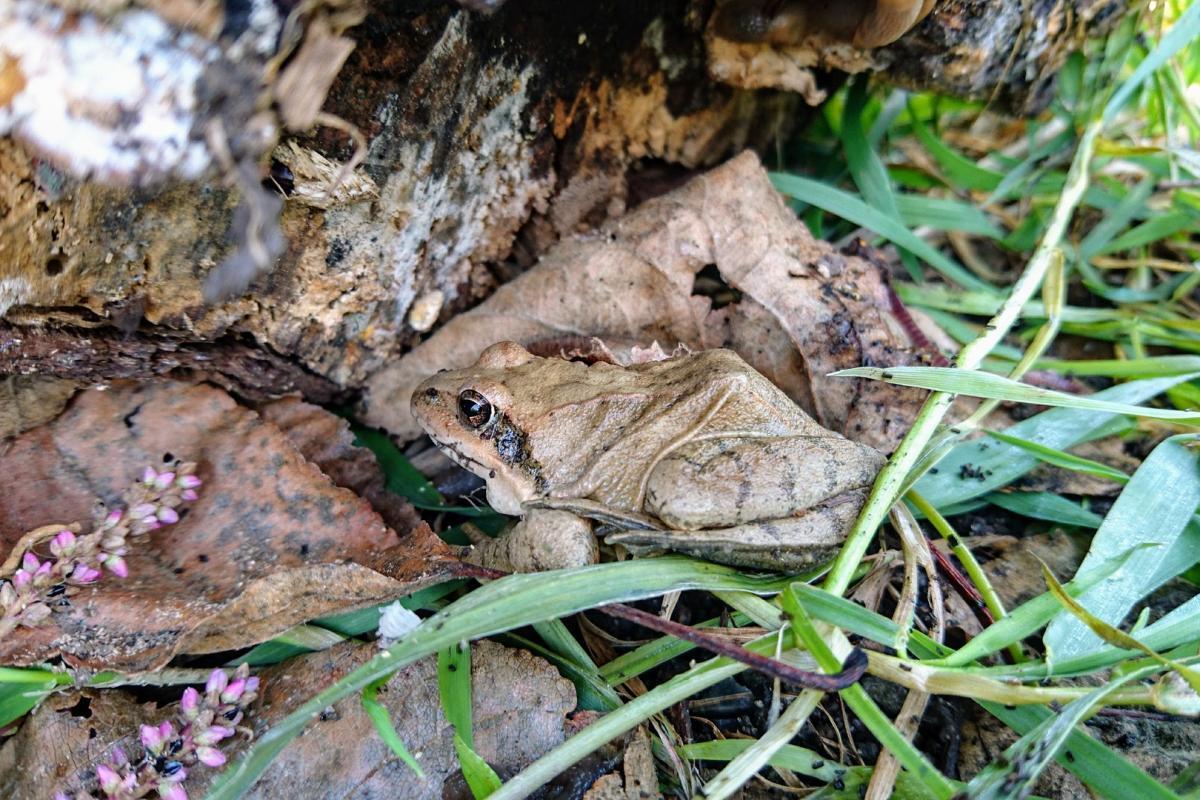 agile frog is one of the wild animals in britain