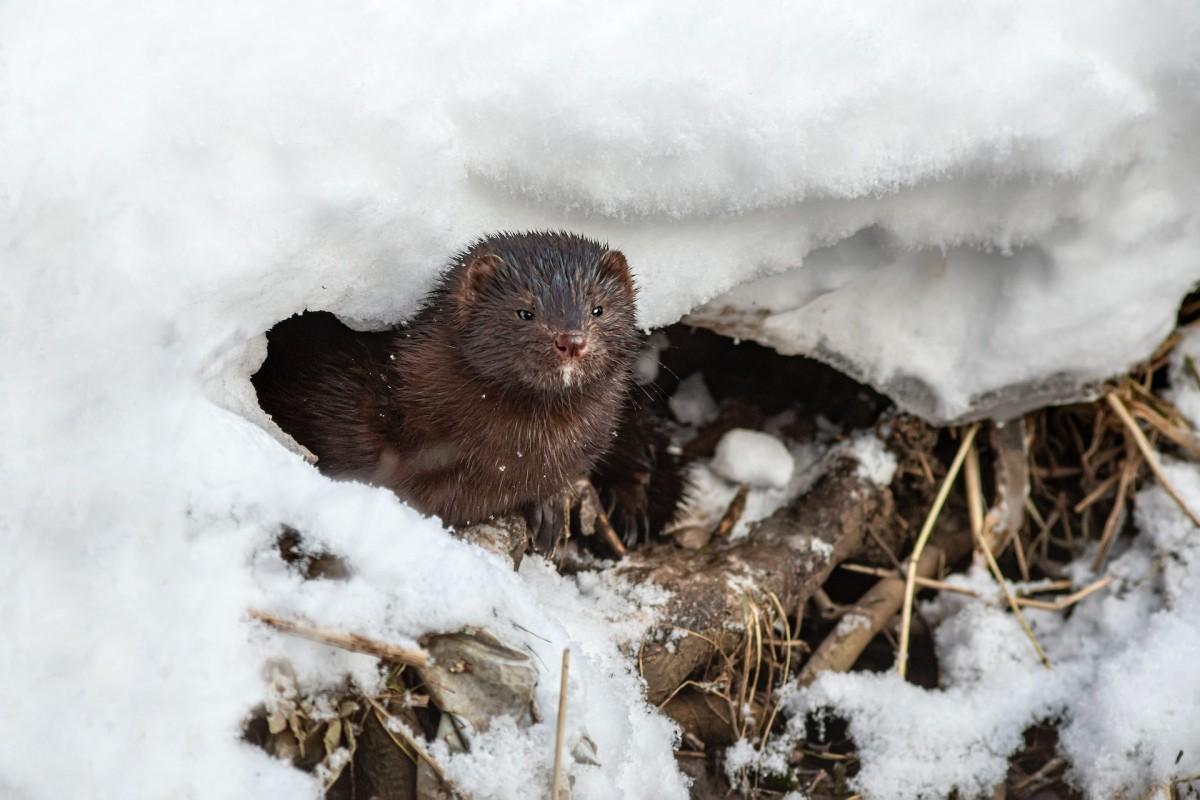 american mink is part of the iceland wildlife