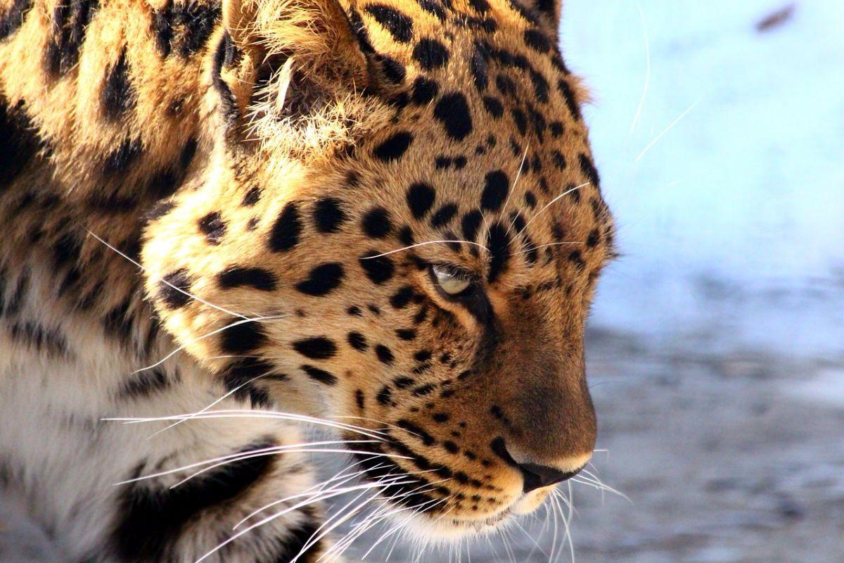 amur leopard is among the russia animals