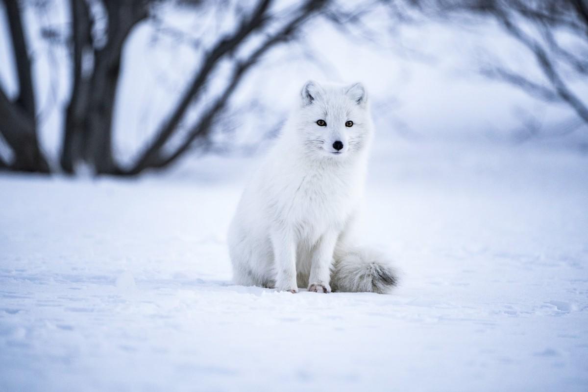 arctic fox is part of russia wildlife