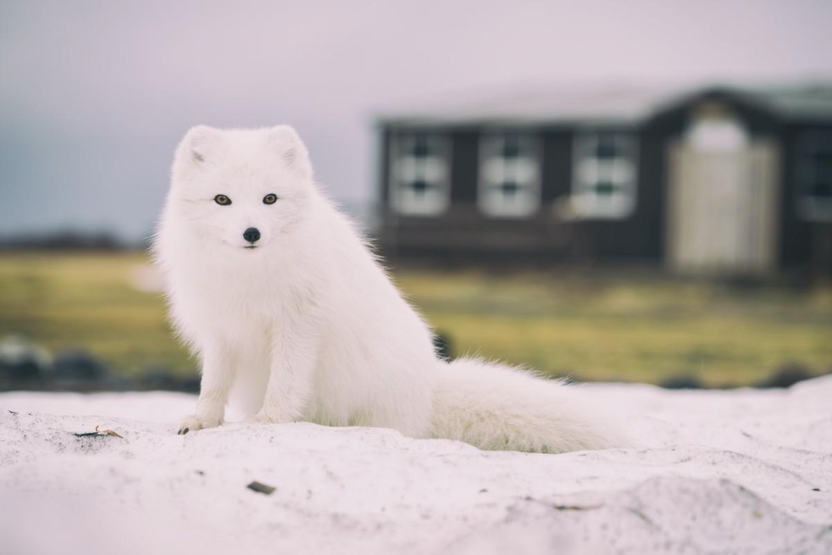 arctic fox is part of the wildlife in iceland