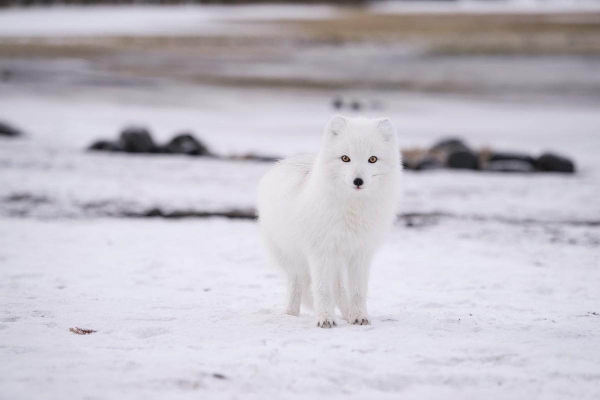 arctic fox is one of the native animals in finland
