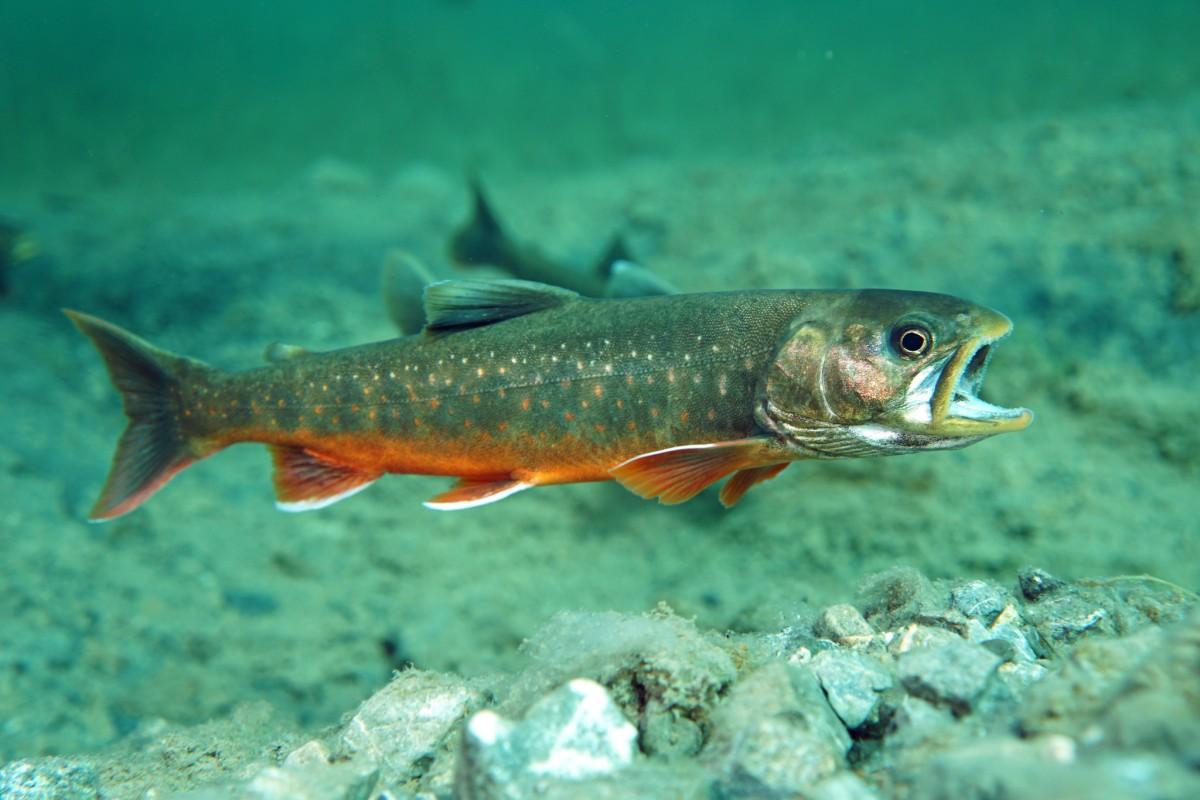 artic char is one of the animals norway has on its land