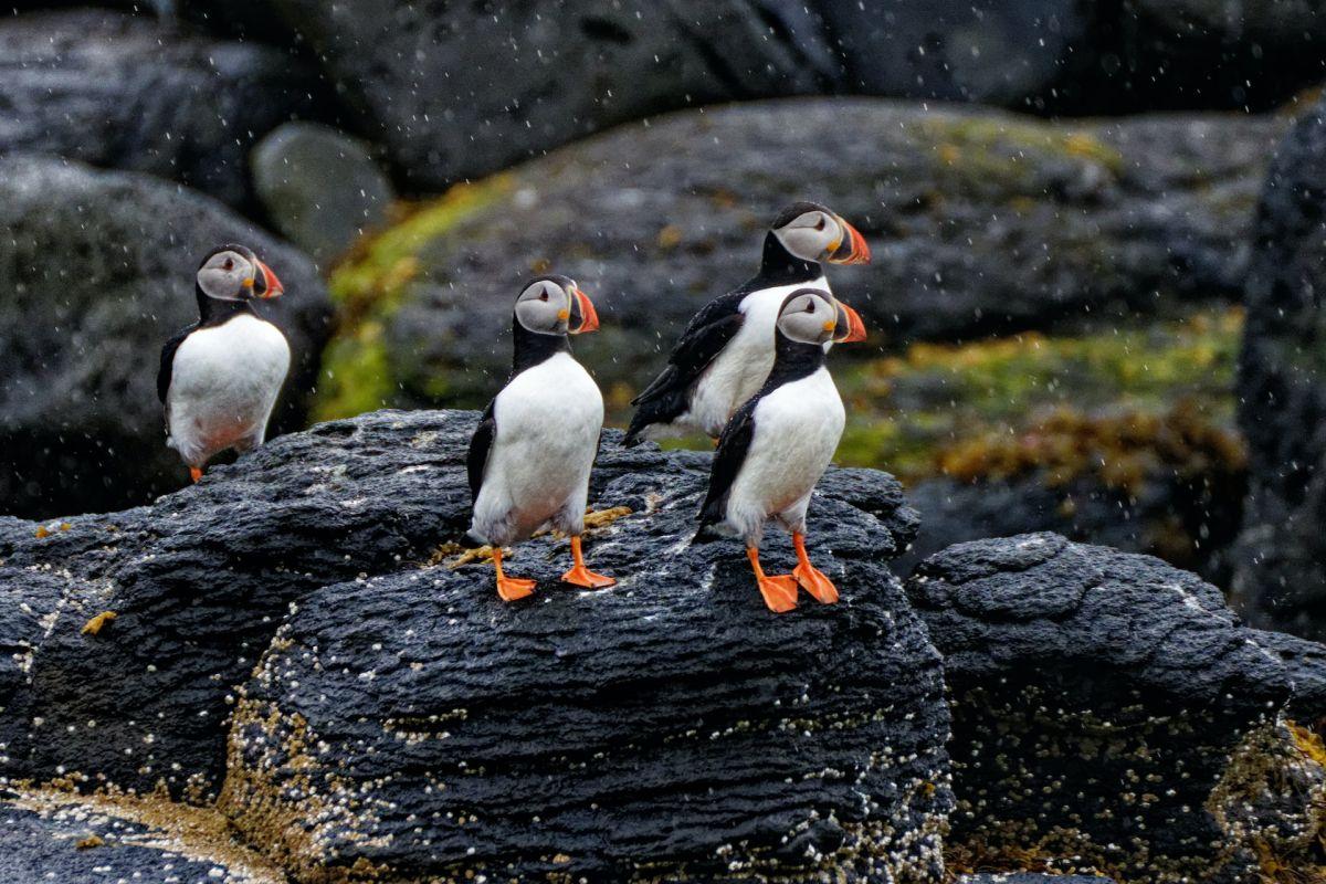 atlantic puffin is one of the animals of iceland