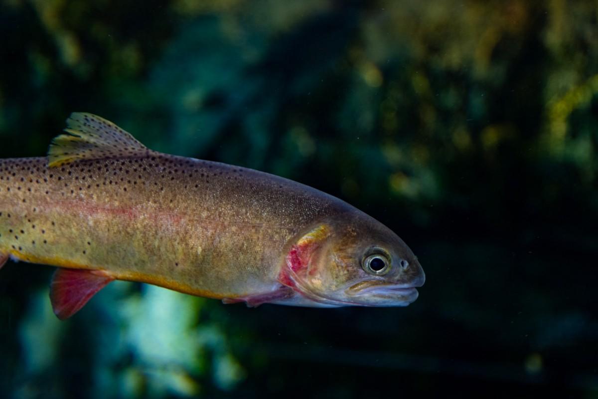 atlantic salmon is one of the animals from iceland