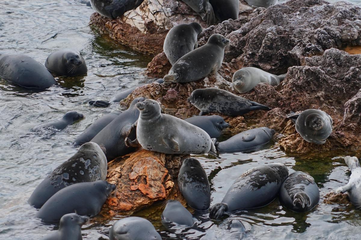 baikal seal is part of the wildlife in russia
