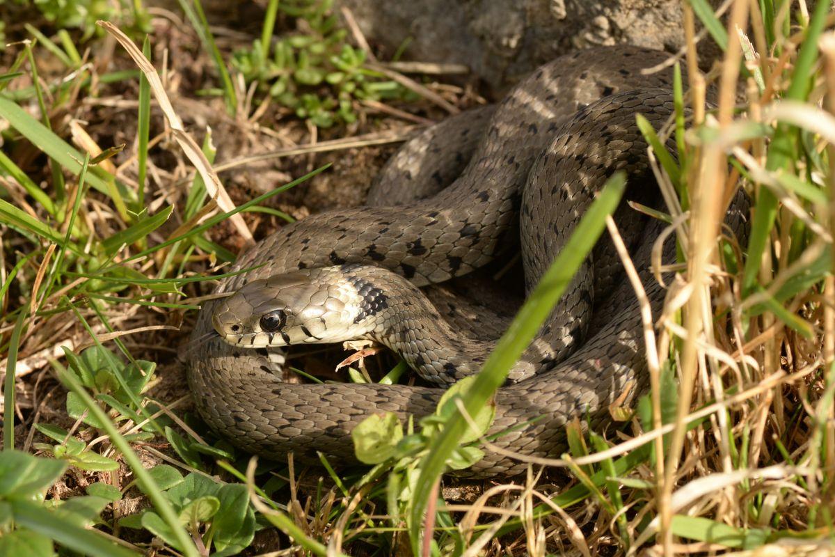 barred grass snake is one of the animals only found in uk