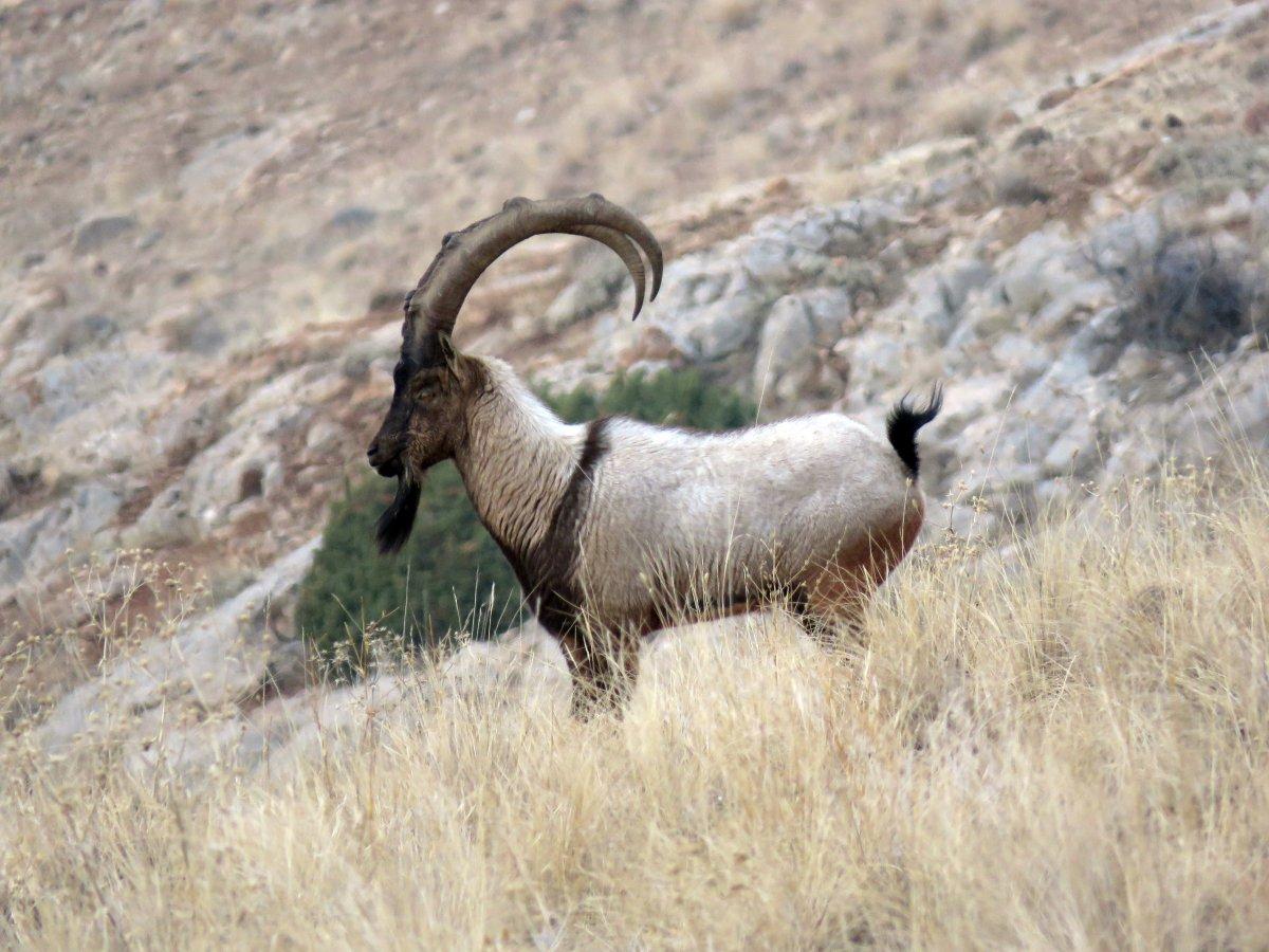 bezoar ibex is a russian animal