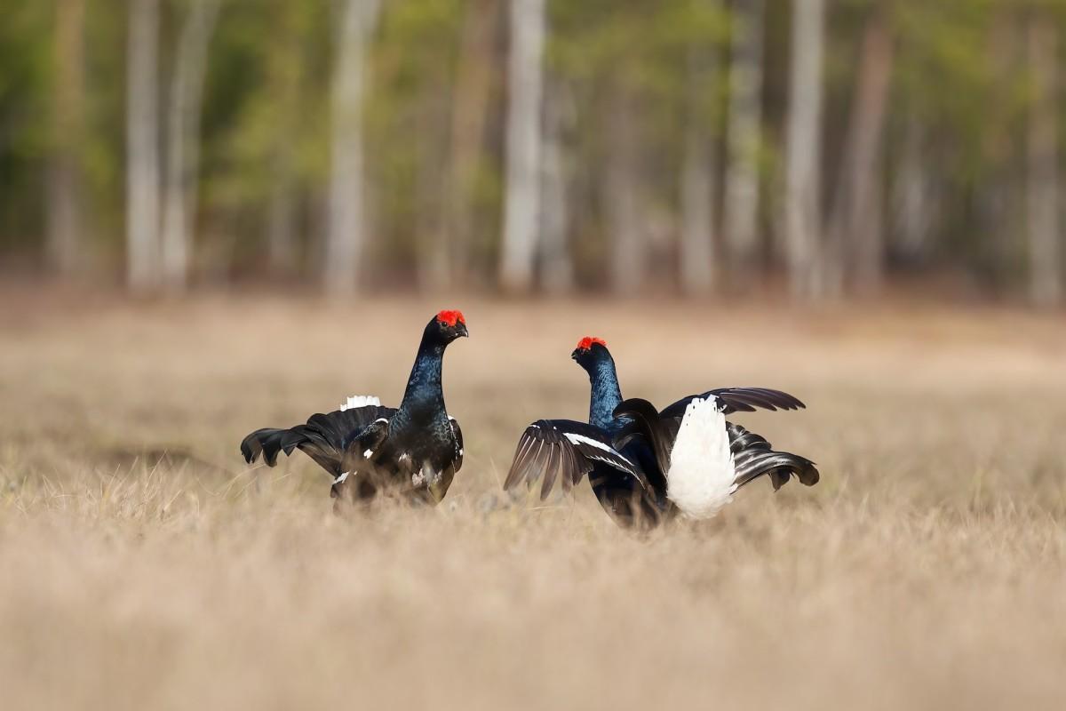black grouse is part of the scottish wildlife