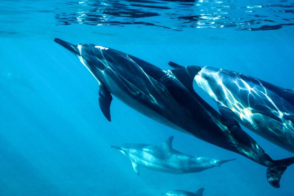 bottlenose dolphin is one of the animals native to scotland
