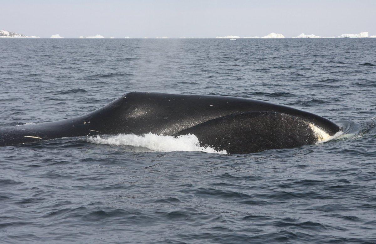 bowhead whale