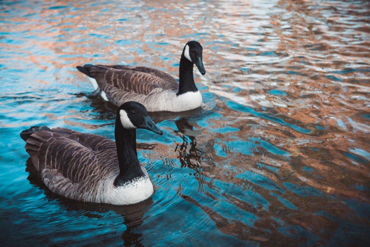 canada goose is one of the northern ireland animals