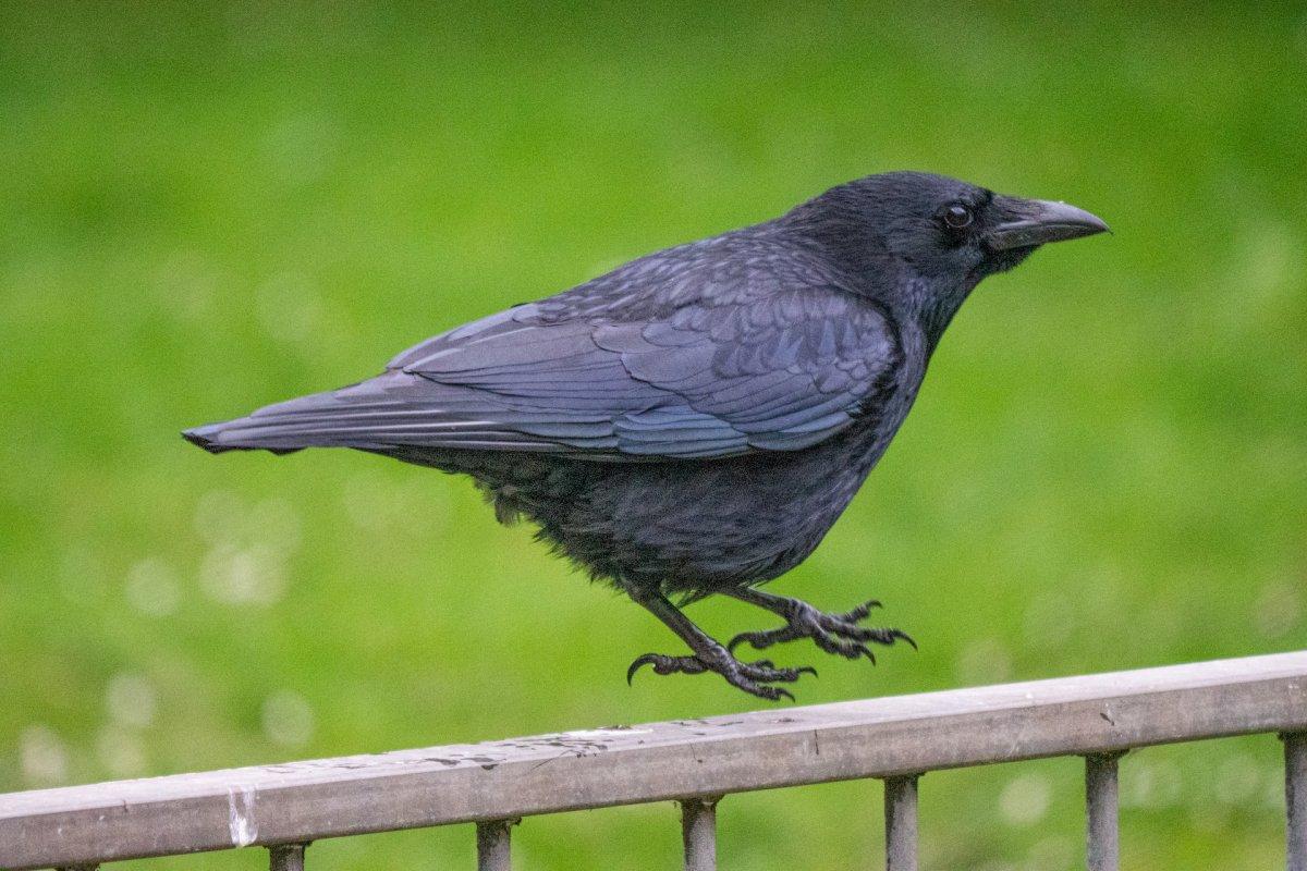 carrion crow is among the wild animals of britain