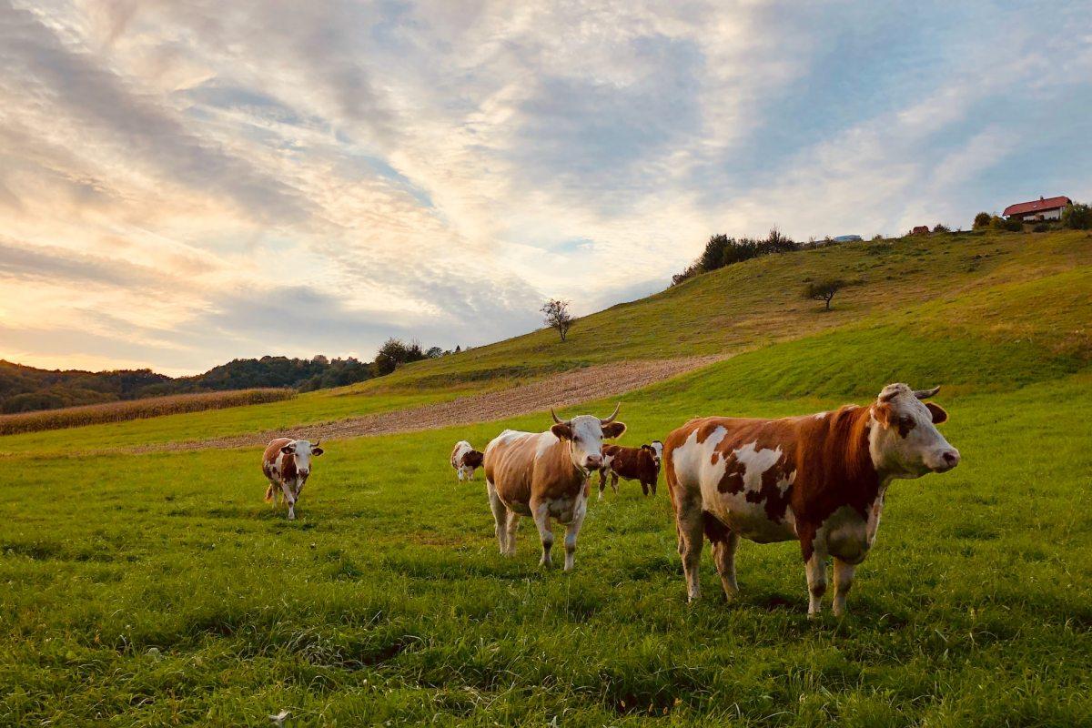 cattle is the national animal of andorra