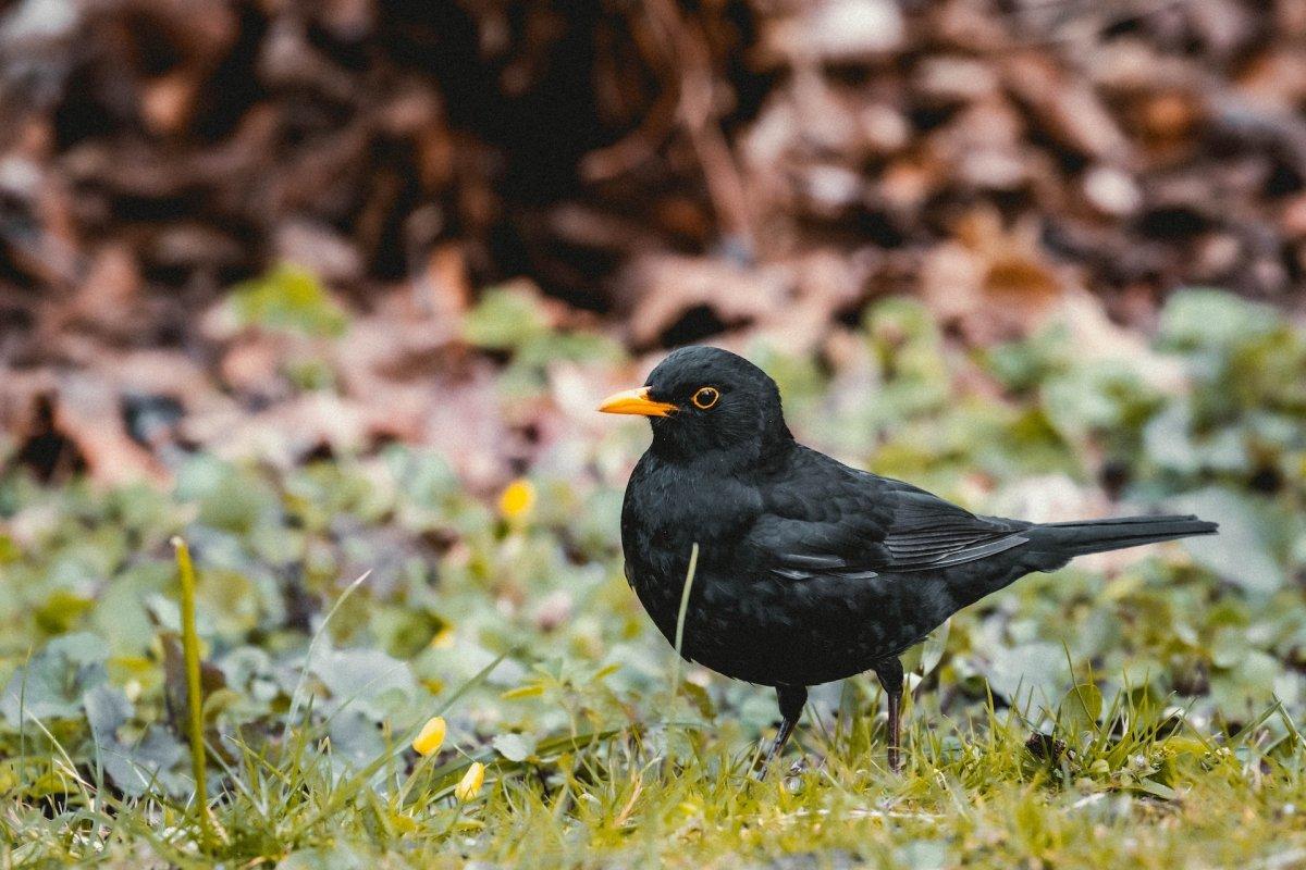 common blackbird is part of the sweden wildlife