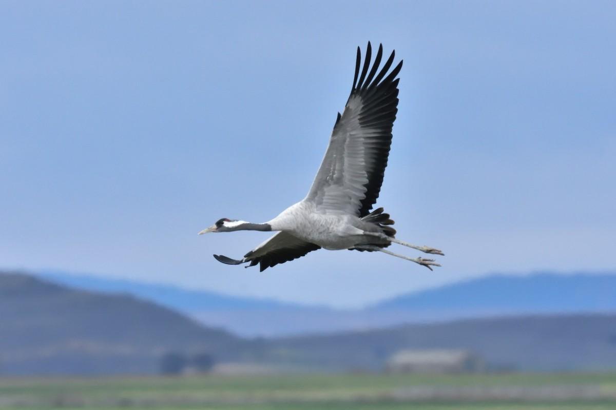 common crane is one of the animals native to iceland