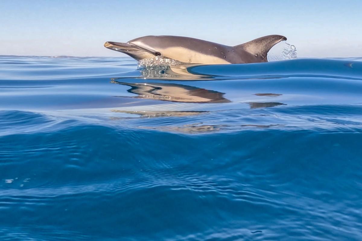 common dolphin is one of the animals that live in wales