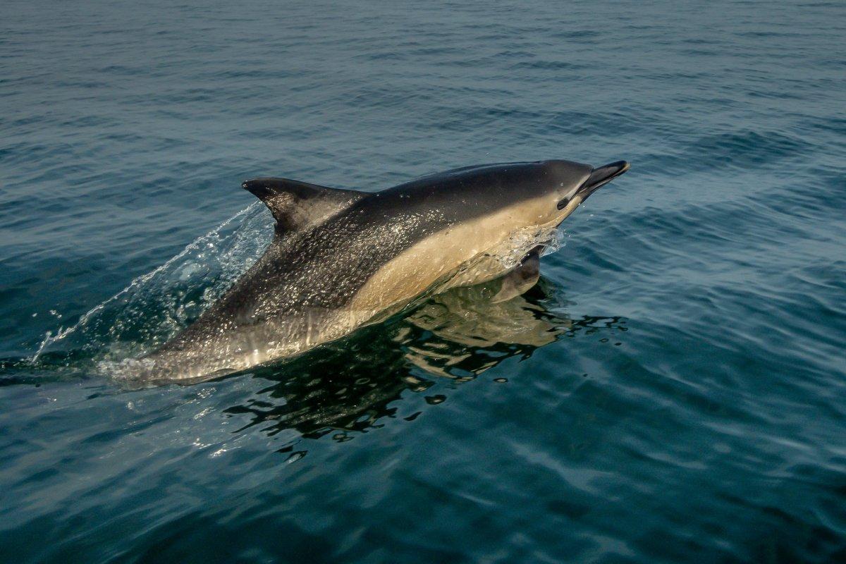 common dolphin