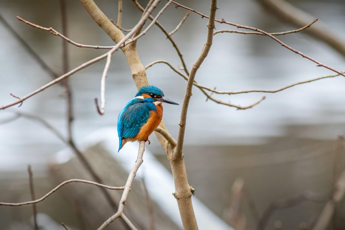 common kingfisher