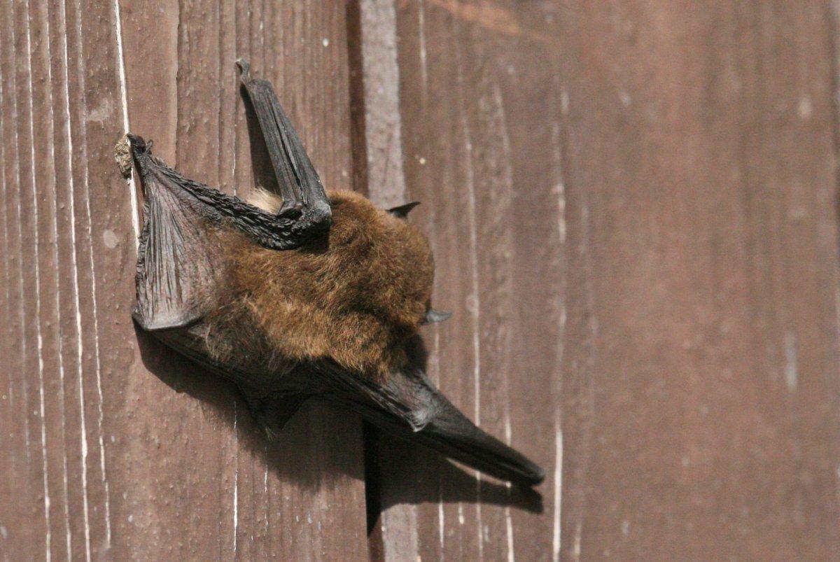 common pipistrelle is among the animals native to the uk