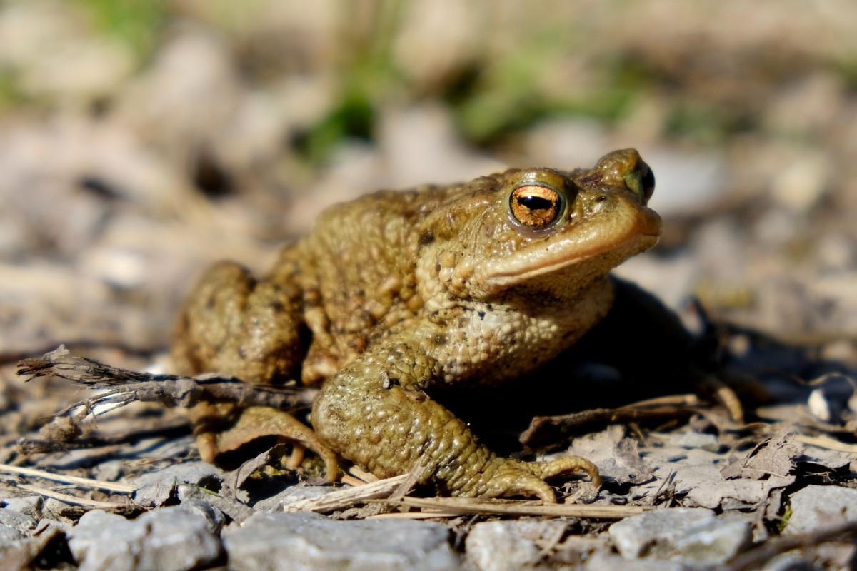 common toad is among the animals of wales