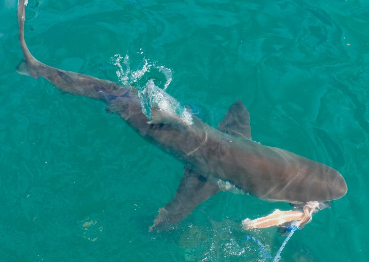 copper shark is among the animals in the united kingdom