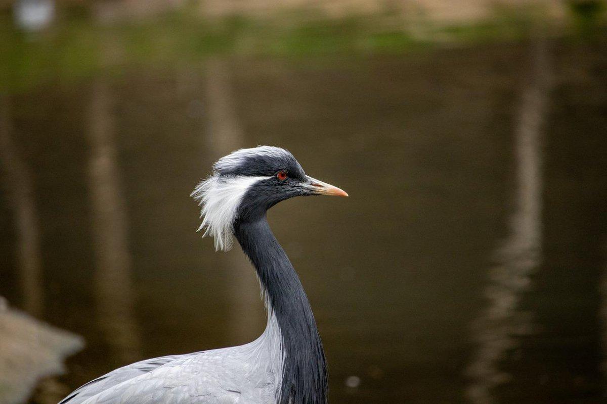 demoiselle crane