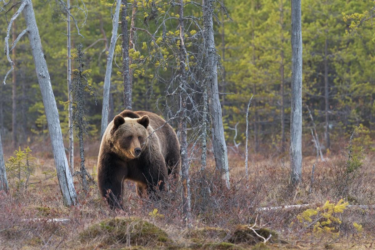 east siberian brown bear