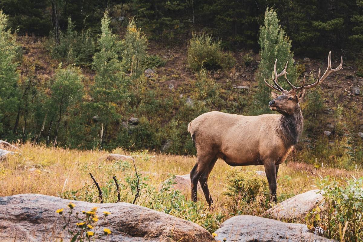 elk is among the native russian animals