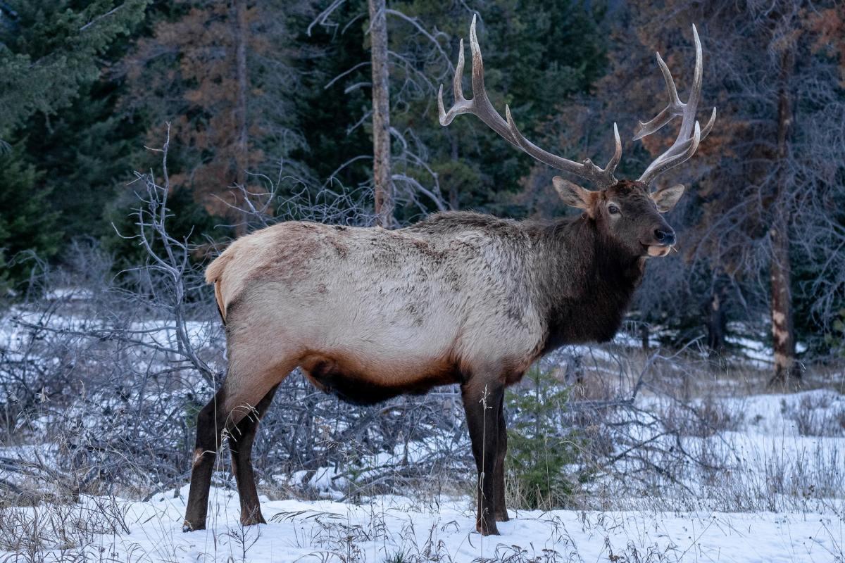 elk is in the list of the norway native animals