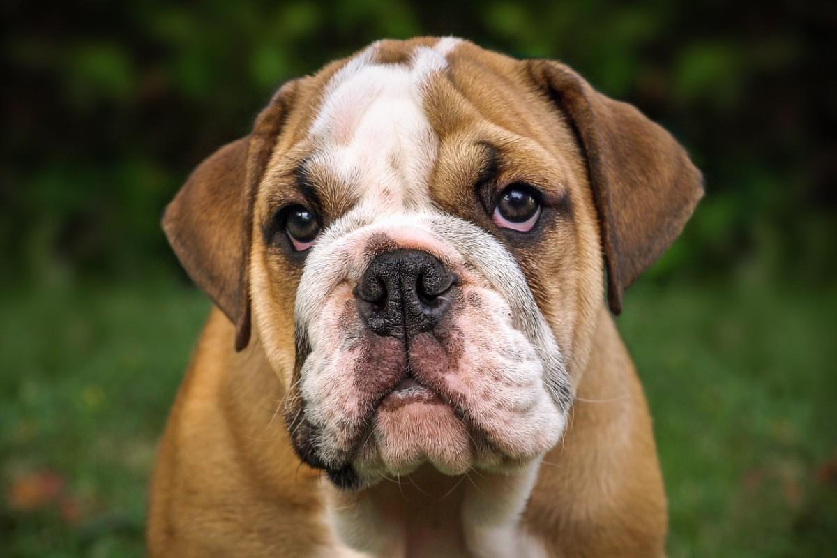 english bulldog