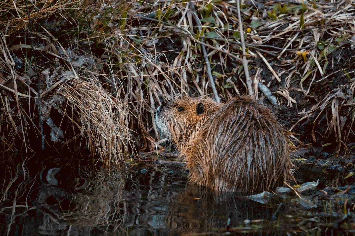 eurasian beaver is one of the animals of scotland