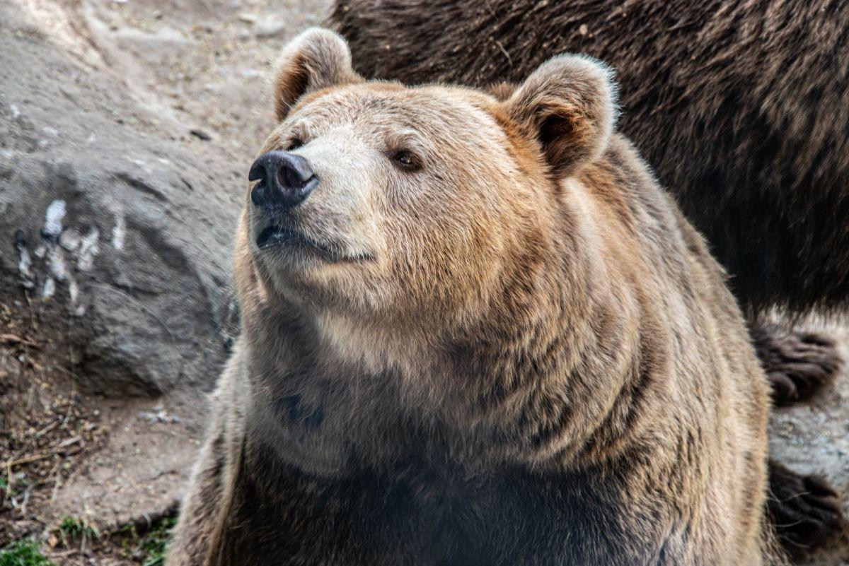 eurasian brown bear