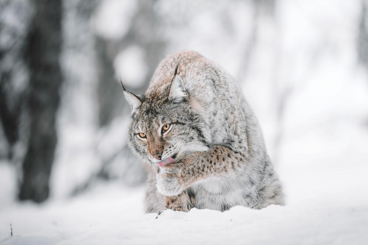 eurasian lynx is one of the native animals of norway