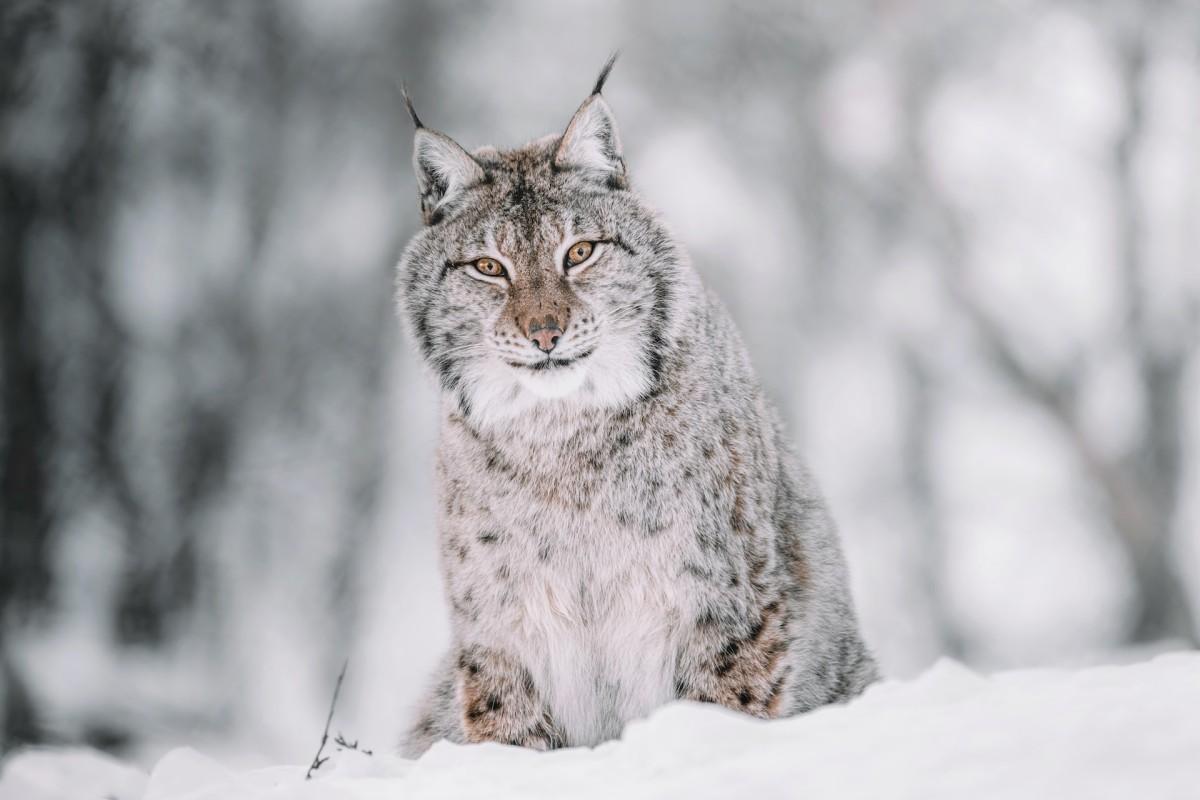 eurasian lynx is part of finnish wildlife