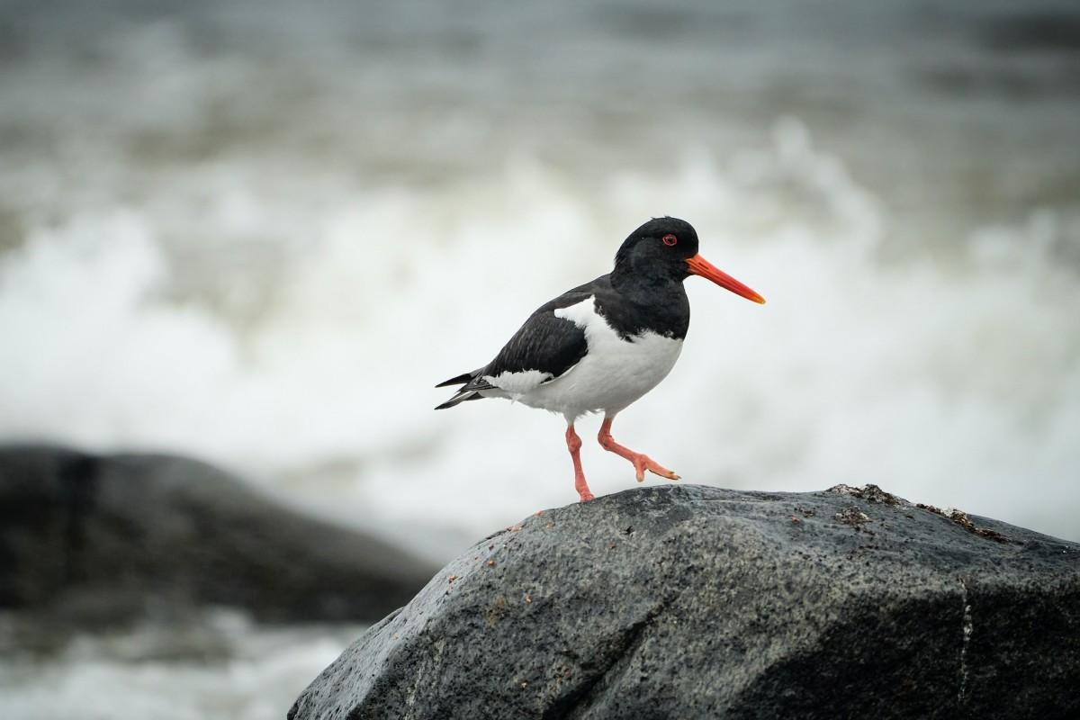 eurasian oystercatcher