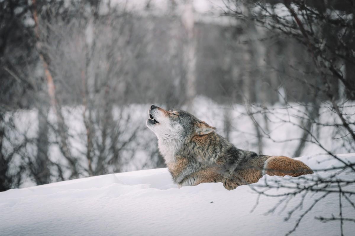 eurasian wolf is one of the animals that live in norway