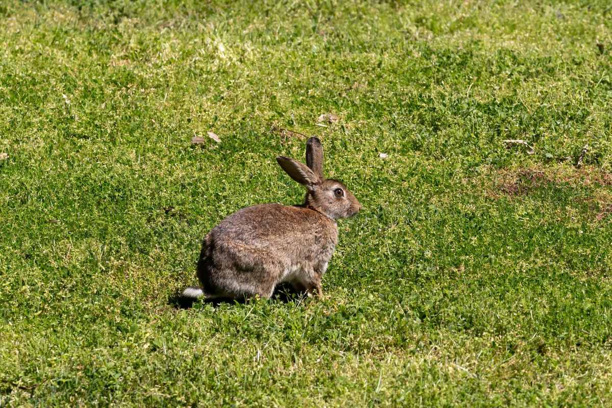 european rabbit is among the iceland endangered species