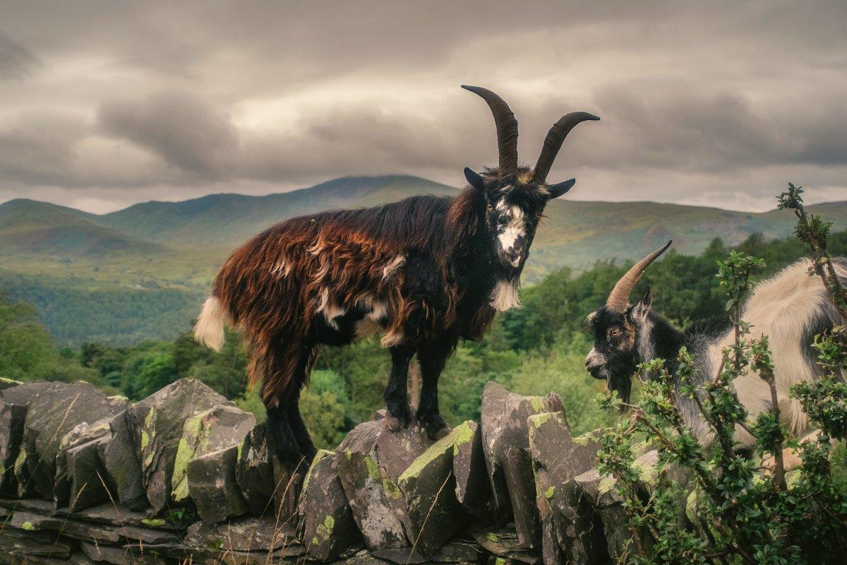 feral goat is one of the common welsh animals