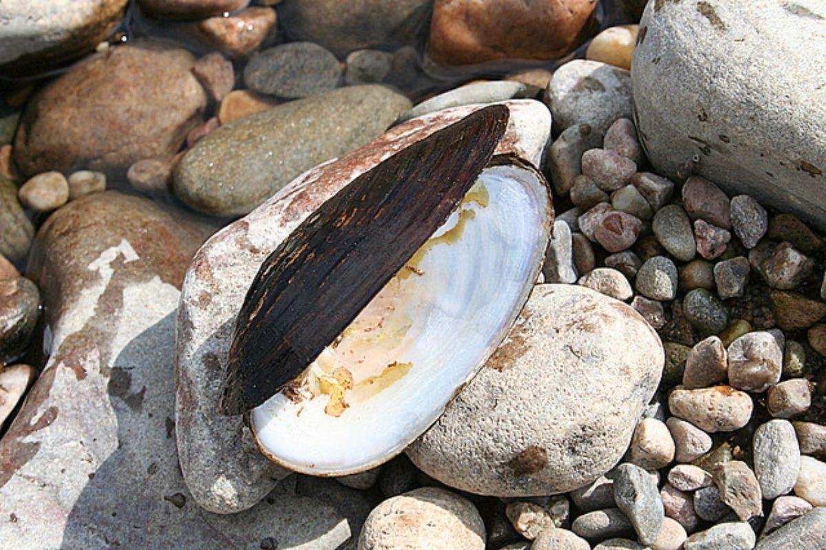 freshwater pearl mussel is among the endangered animals in scotland