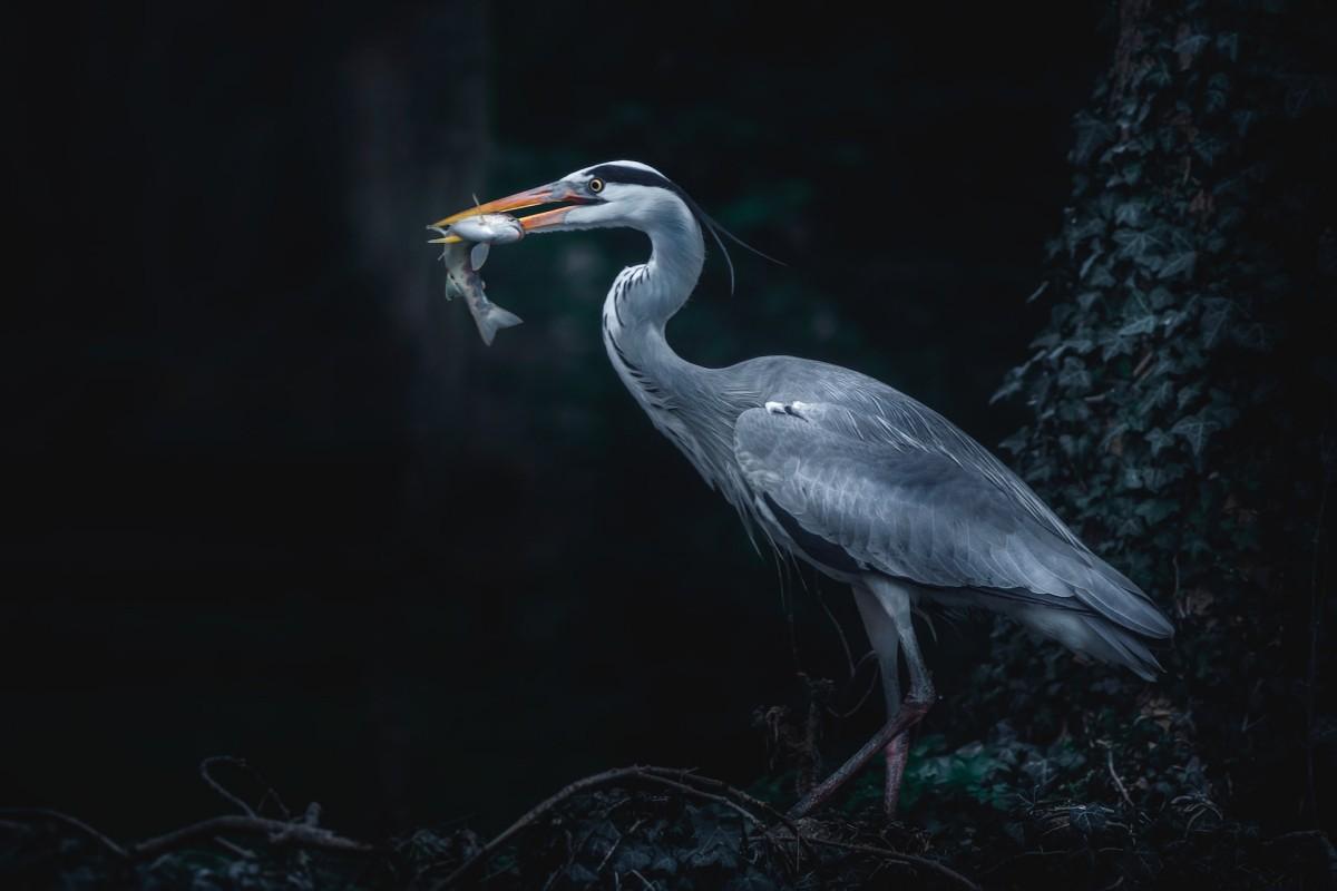 gray heron is part of the northern ireland wildlife