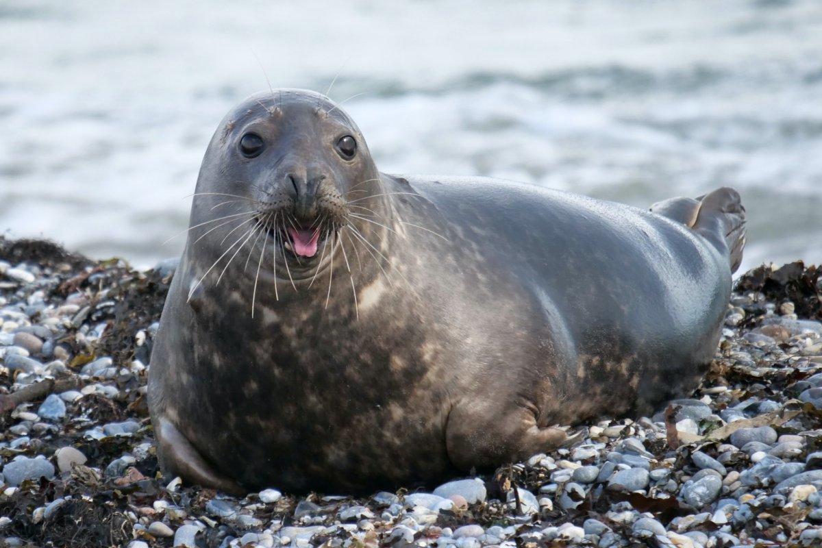 gray seal is among the animals in latvia