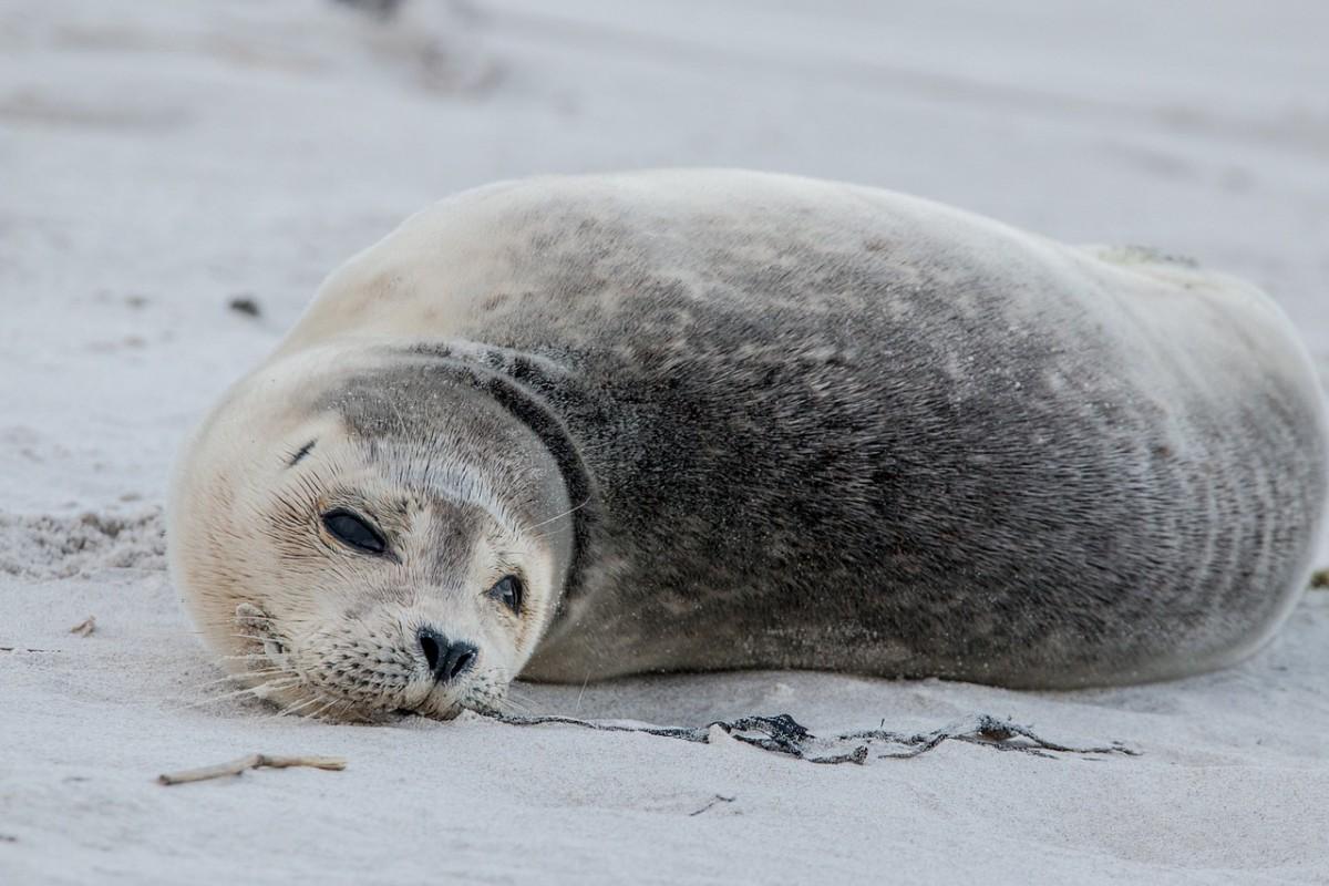 gray seal is part of the northern ireland wildlife