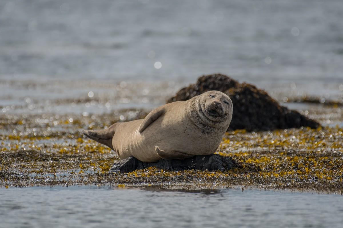 gray seal is part of the scottish highlands wildlife