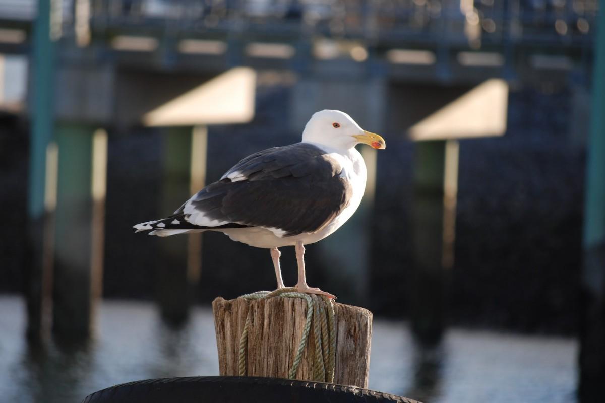 great black-backed gull