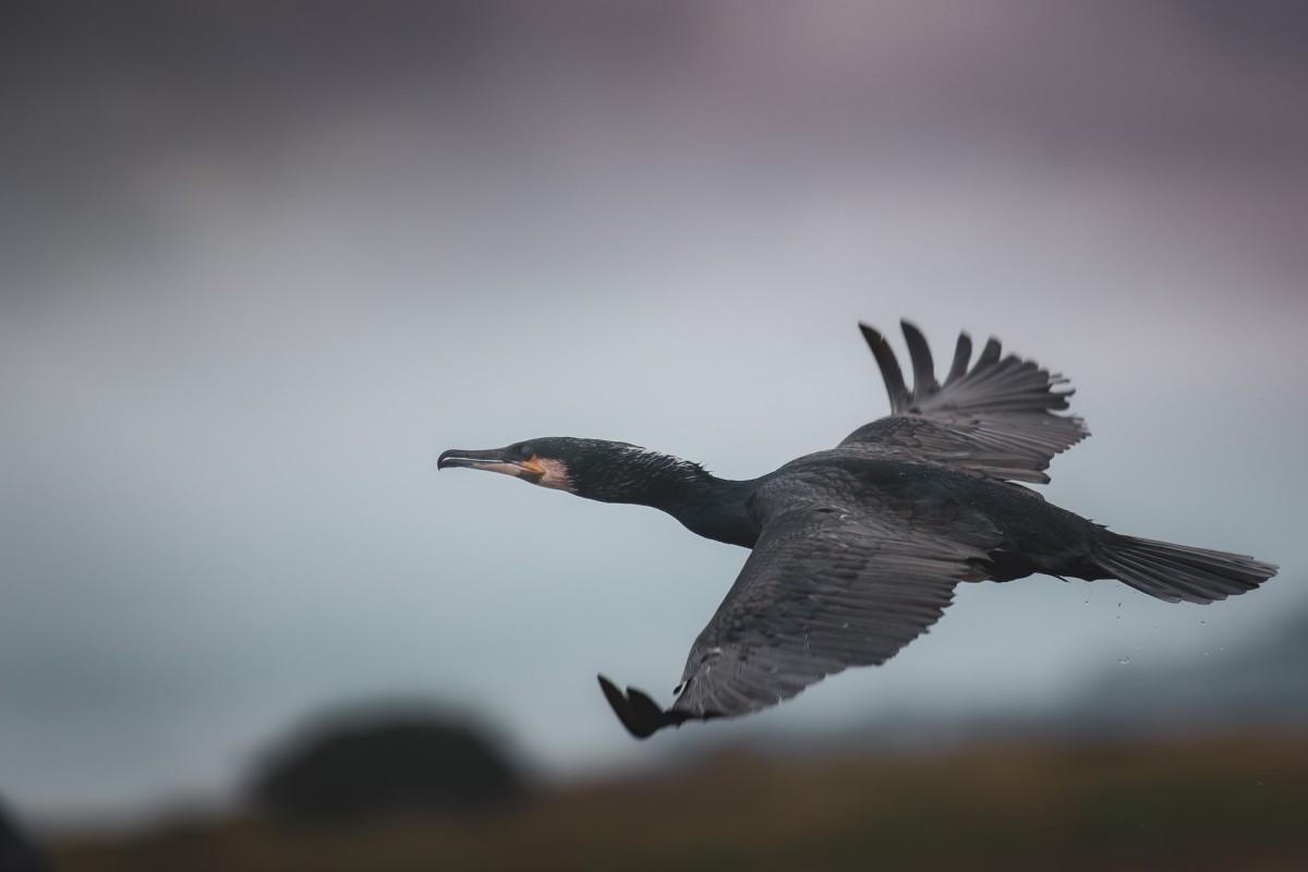 great cormorant is among the animals in lithuania