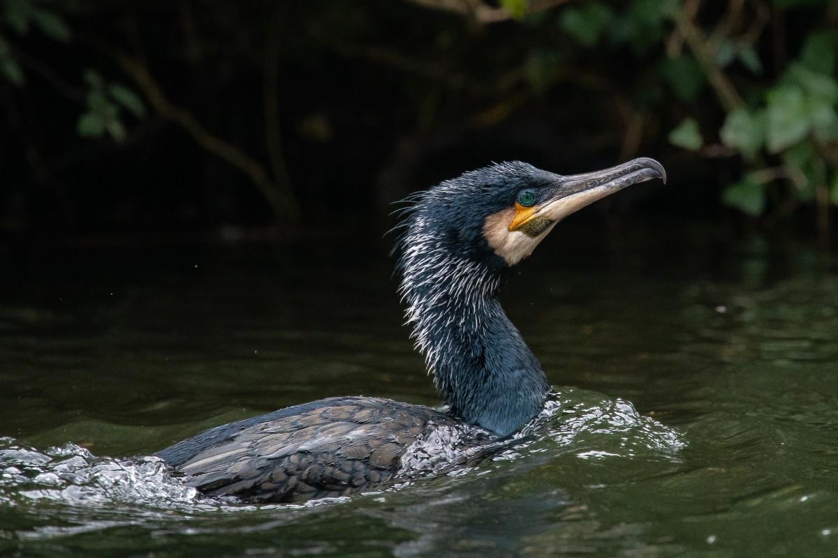 great cormorant is one of the animals in england