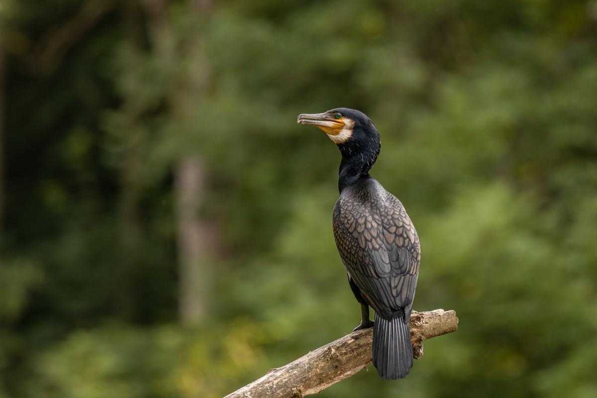 great cormorant is one of the animals native to finland